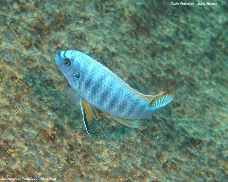 Labeotropheus fuelleborni 'Chiwi Rocks'